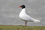 Filename=Zwartkopmeeuw_20160415g12807X1A4180a.jpg
Filesize=677KiB
Dimensions=1280x960
Date added=Apr 16, 2016 Zwartkopmeeuw_20160415g12807X1A4180a.jpg