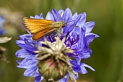 Zwartsprietdikkopje-20130810g800IMG_8987a.jpg