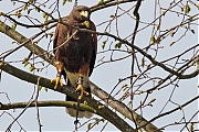 harrishawk-20110410IMG_1957a~0.jpg