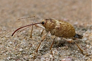 Filename=hazelnootboorder.jpg
Filesize=550KiB
Dimensions=1024x768
Date added=Sep 23, 2014 hazelnootboorder.jpg