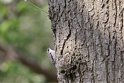 Filename=nBoomkruiper-20230421g14401A1A2812acrfb-Bleke-Heide.jpg
Filesize=806KiB
Dimensions=1280x960
Date added=Sep 20, 2023 nBoomkruiper-20230421g14401A1A2812acrfb-Bleke-Heide.jpg