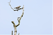 Filename=nBoompieper-20230522g14401A1A6323acrfb-Regte-Heide.jpg
Filesize=304KiB
Dimensions=1280x960
Date added=Sep 20, 2023 nBoompieper-20230522g14401A1A6323acrfb-Regte-Heide.jpg