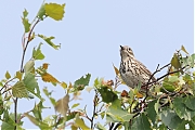 Filename=nBoompieper-20230522g14401A1A6332acrfb-Regte-Heide.jpg
Filesize=625KiB
Dimensions=1280x960
Date added=Sep 20, 2023 nBoompieper-20230522g14401A1A6332acrfb-Regte-Heide.jpg
