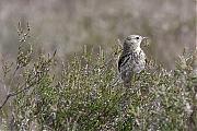 nBoompieper-20230522g14401A1A6360acrfb-Regte-Heide.jpg