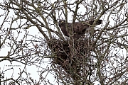 nBuizerd-20240217g14401A1A8801at-Stouwdreef.jpg