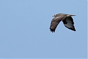 nBuizerd-20250806g1440acrfb-De-Condors.jpg