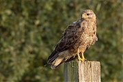 nBuizerd-20250814g14401A1A2266acrfb-Maatjes.jpg