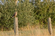 nBuizerd-20250814g14401A1A2266bcrfb-Maatjes.jpg