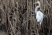 nGrote-zilverreiger-20240224g14401A1A8985gacrfb-Rucphenseweg.jpg