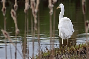 nGrote-zilverreiger-20240224g14401A1A9026ggacrfb-Rucphenseweg.jpg