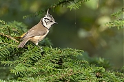 nKuifmees-20251002g14401A1A3398avcrfb-Moeren-Biekorf.jpg