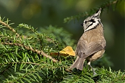 nKuifmees-20251002g14401A1A3408avcrfb-Moeren-Biekorf.jpg