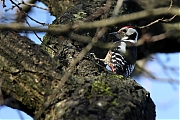 Filename=nMiddelste-bonte-specht-20240129g14401A1A7782acrfb-Stouwdreef.jpg
Filesize=755KiB
Dimensions=1280x960
Date added=Feb 27, 2024 nMiddelste-bonte-specht-20240129g14401A1A7782acrfb-Stouwdreef.jpg