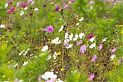 nPutter-20250924g14401A1A3257avcrfb-Rondgors.jpg