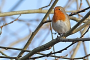 Filename=nRoodborst-20240202g14401A1A8048acrfb-Pannenhoef.jpg
Filesize=648KiB
Dimensions=1280x960
Date added=Feb 22, 2024 nRoodborst-20240202g14401A1A8048acrfb-Pannenhoef.jpg