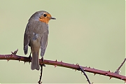 Filename=nRoodborst-20240212g14401A1A8756bcrfb-Stouwdreef.jpg
Filesize=539KiB
Dimensions=1280x960
Date added=Feb 22, 2024 nRoodborst-20240212g14401A1A8756bcrfb-Stouwdreef.jpg