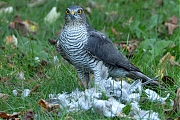 nSperwer-20241025g14401A1A9562aVNRcrfb-Tuin.jpg