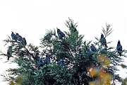 nSpreeuw-20251001g14401A1A3308aovcrfb-Tuin.jpg