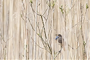 Filename=nieuw_Blauwborst-20210416g14401A1A1864acrfb.jpg
Filesize=781KiB
Dimensions=1280x960
Date added=May 17, 2021 nieuw_Blauwborst-20210416g14401A1A1864acrfb.jpg