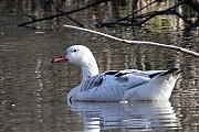 nieuw_Hybride-Grauwe-gans-Wilde-gans-20220409g14401A1A0307a-Krochten.jpg