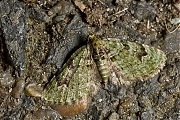 Filename=v-Dwergspanner-v-ata-chloroclystis-g800IMG_5038b.jpg
Filesize=534KiB
Dimensions=800x600
Date added=May 09, 2013 v-Dwergspanner-v-ata-chloroclystis-g800IMG_5038b.jpg