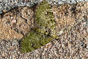 v-dwergspanner-20150511g1280IMG_9180a.jpg