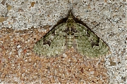 Filename=v-dwergspanner-Chloroclystis-v-ata-20130508g800-IMG_5015a.jpg
Filesize=551KiB
Dimensions=800x600
Date added=May 09, 2013 v-dwergspanner-Chloroclystis-v-ata-20130508g800-IMG_5015a.jpg