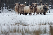 Filename=Drents-heideschaap-20130125g15007X1A3284a.jpg
Filesize=490KiB
Dimensions=1500x1000
Date added=Jan 27, 2013 Drents-heideschaap-20130125g15007X1A3284a.jpg