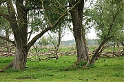 Filename=Oostvaardersplassen-20130611g1500IMG_0218a.jpg
Filesize=478KiB
Dimensions=1500x1000
Date added=Jun 13, 2013 Oostvaardersplassen-20130611g1500IMG_0218a.jpg
