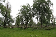 Filename=Oostvaardersplassen-20130611g1500IMG_0219a.jpg
Filesize=470KiB
Dimensions=1500x1000
Date added=Jun 13, 2013 Oostvaardersplassen-20130611g1500IMG_0219a.jpg