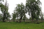 Oostvaardersplassen-20130611g1500IMG_0219a.jpg