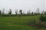 Filename=Oostvaardersplassen-20130611g1500IMG_0220a.jpg
Filesize=481KiB
Dimensions=1500x1000
Date added=Jun 13, 2013 Oostvaardersplassen-20130611g1500IMG_0220a.jpg