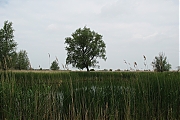Filename=Oostvaardersplassen-20130611g1500IMG_0221a.jpg
Filesize=486KiB
Dimensions=1500x1000
Date added=Jun 13, 2013 Oostvaardersplassen-20130611g1500IMG_0221a.jpg