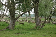 Filename=Oostvaardersplassen-20130611g1500IMG_0222a.jpg
Filesize=455KiB
Dimensions=1500x1000
Date added=Jun 13, 2013 Oostvaardersplassen-20130611g1500IMG_0222a.jpg