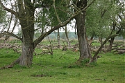 Oostvaardersplassen-20130611g1500IMG_0222a.jpg