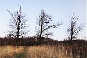 Waaienberg-20120321g1500IMG_0728a.jpg