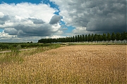 Filename=Hogerwaardpolder-20120721g1500IMG_1179a.jpg
Filesize=469KiB
Dimensions=1500x1000
Date added=Jul 21, 2012 Hogerwaardpolder-20120721g1500IMG_1179a.jpg