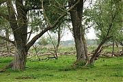 Oostvaardersplassen-20130611g1500IMG_0218a.jpg